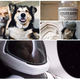Imagen para el artículo titulado Un zorro como mascota, el traje espacial de Elon Musk, la verdad sobre el Listerine. Lo mejor de la semana